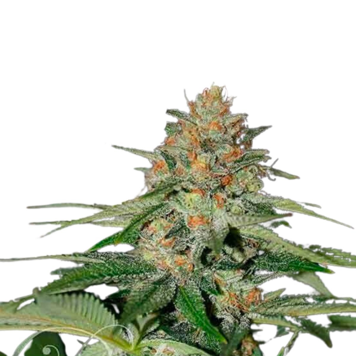 DELICIOUS CANDY Fem  - DELICIOUS SEEDS.