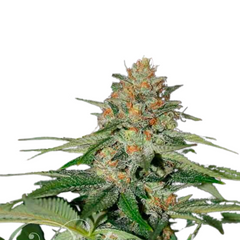 DELICIOUS CANDY Fem  - DELICIOUS SEEDS.