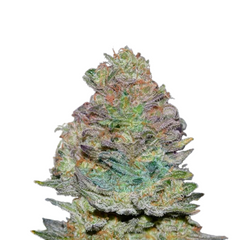 DELICIOUS COOKIES AUTO  - DELICIOUS SEEDS.