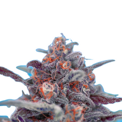 DEVIL CREAM AUTO