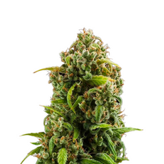 DIESEL AUTO