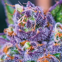 PURPLE DOMINA AUTO - ANESIA SEEDS