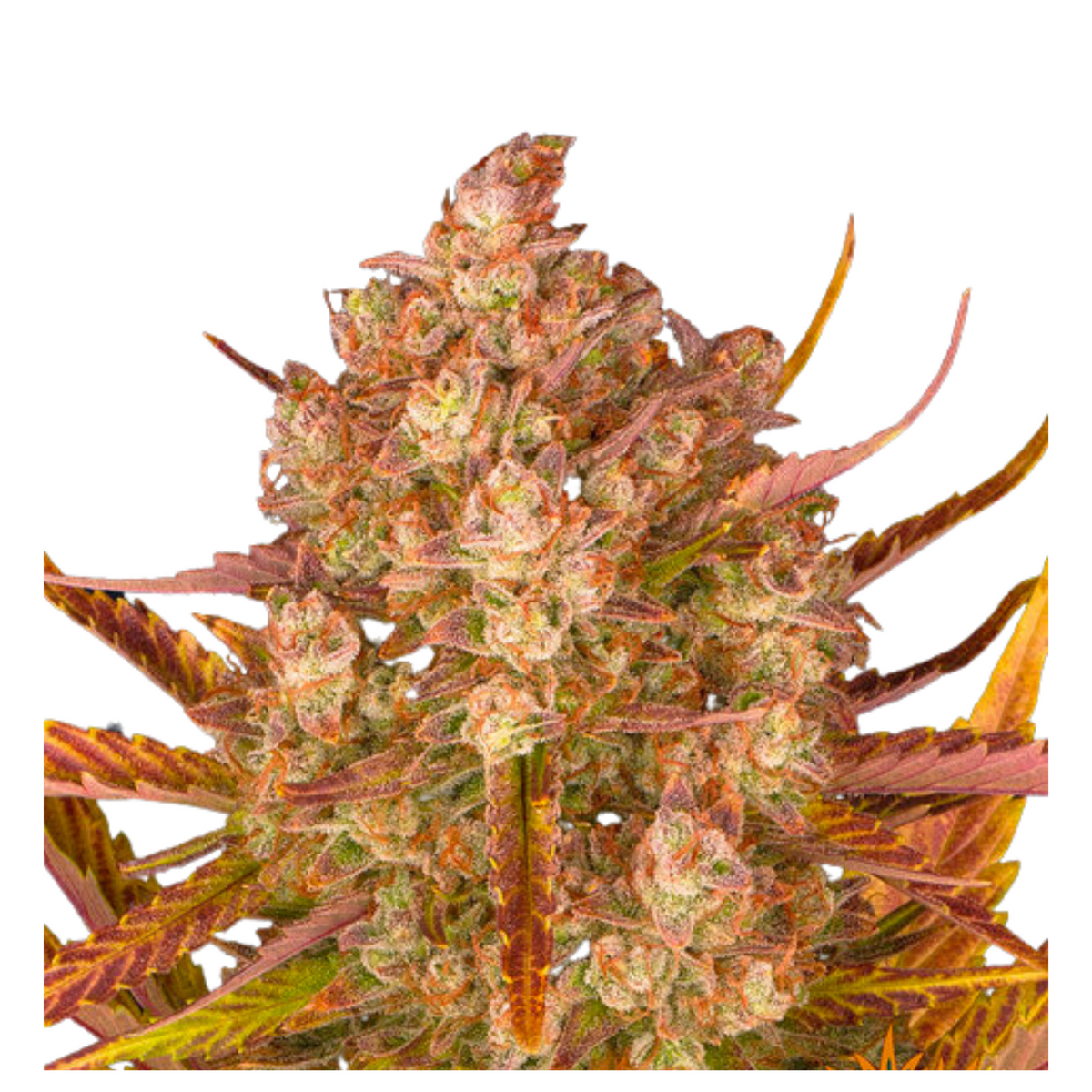 DOS SI DOS AUTO - BARNEY’S FARM