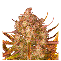 DOS SI DOS AUTO - BARNEY’S FARM
