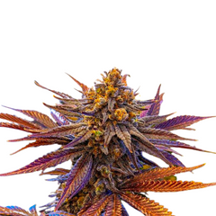 ELEVEN ROSES AUTO  - DELICIOUS SEEDS.
