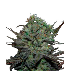 ELEVEN ROSES AUTO indica  - DELICIOUS SEEDS.
