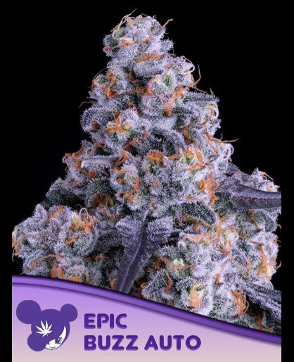 Epic Buzz Auto 5 UND - ANESIA SEEDS