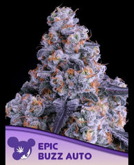 Epic Buzz Auto 5 UND - ANESIA SEEDS