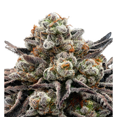 EPIC BUZZ – ANESIA SEEDS