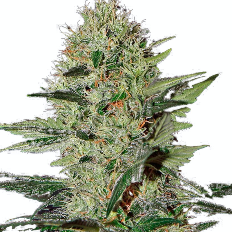 EXODUS CHEESE AUTO - GREEN HOUSE SEED CO