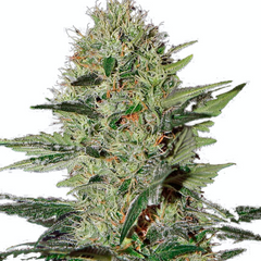 EXODUS CHEESE AUTO - GREEN HOUSE SEED CO
