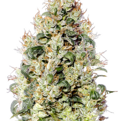 EXODUS CHEESE (FEMINISED) - GREEN HOUSE SEED CO