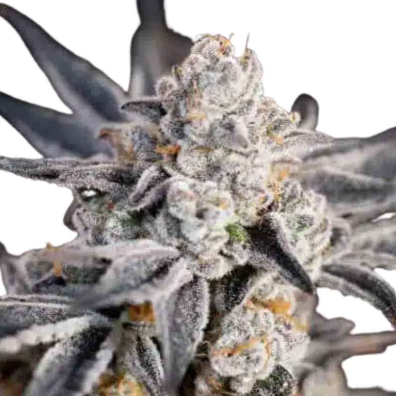 Expert Gorilla  -  EXPERT SEEDS.
