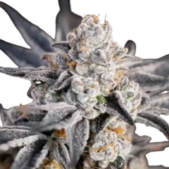 Expert Gorilla  -  EXPERT SEEDS.