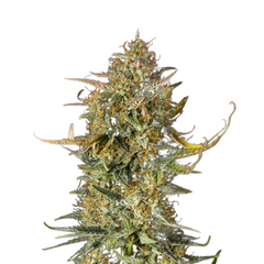 FAT BANANA AUTO