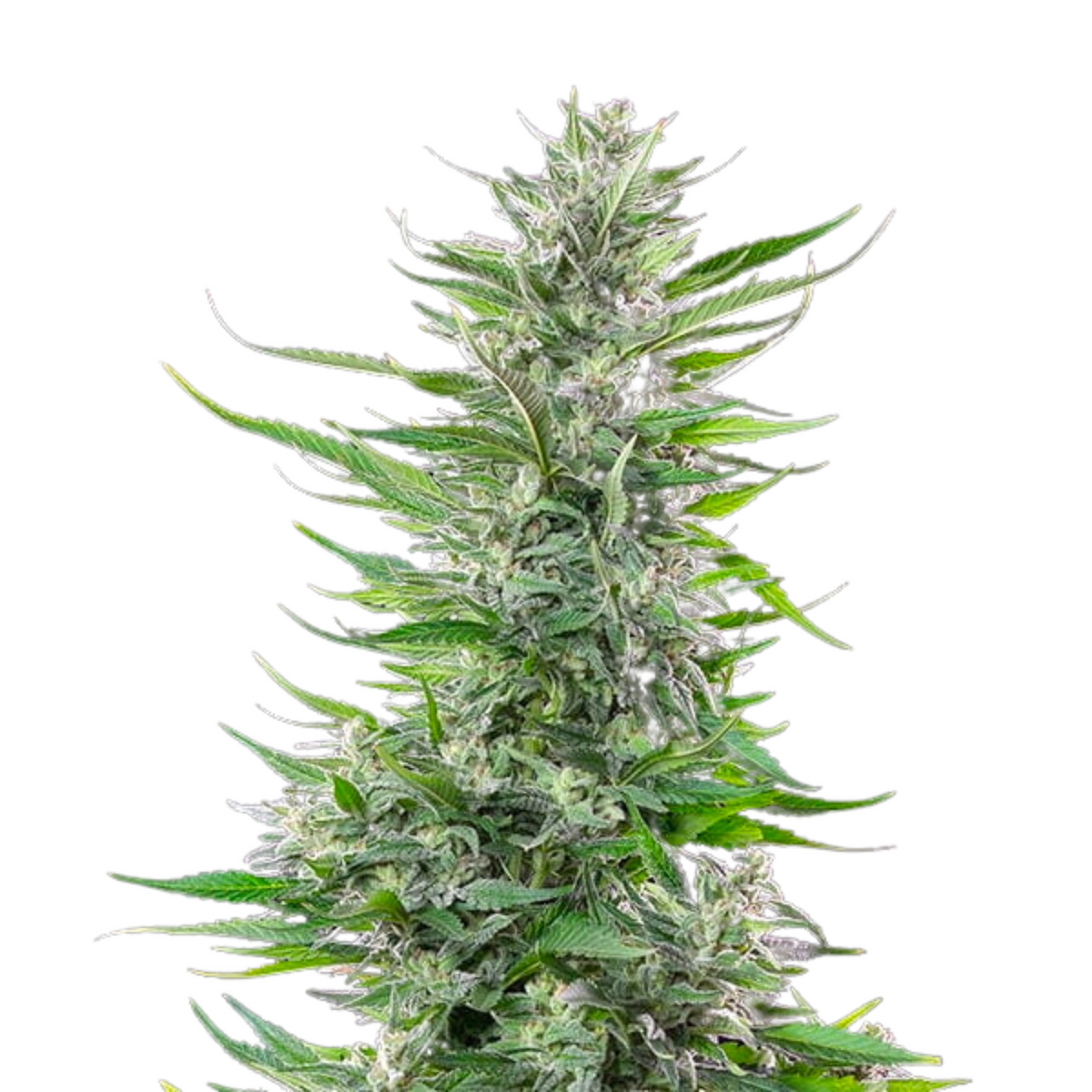 FAT BANANA FEM