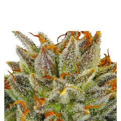 FAT MONKEY AUTO – ANESIA SEEDS