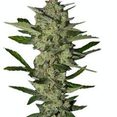 FLOWERBOMB KUSH - GREEN HOUSE SEED CO