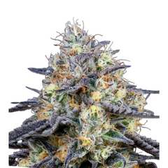 FOSTER – ANESIA SEEDS