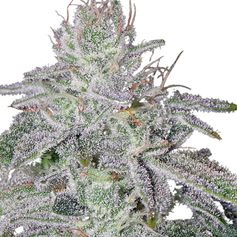 FRANCO'S LEMON CHEESE (FEMINISED) - GREEN HOUSE SEED CO