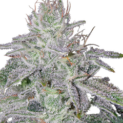 FRANCO'S LEMON CHEESE (FEMINISED) - GREEN HOUSE SEED CO