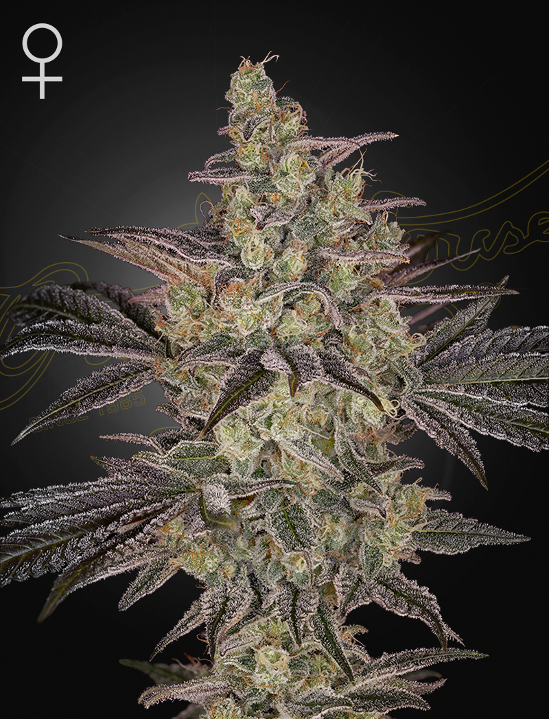 Frosted Guava Autoflowering Frosted Guava x Gelato #41 Auto