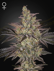 Frosted Guava Autoflowering Frosted Guava x Gelato #41 Auto