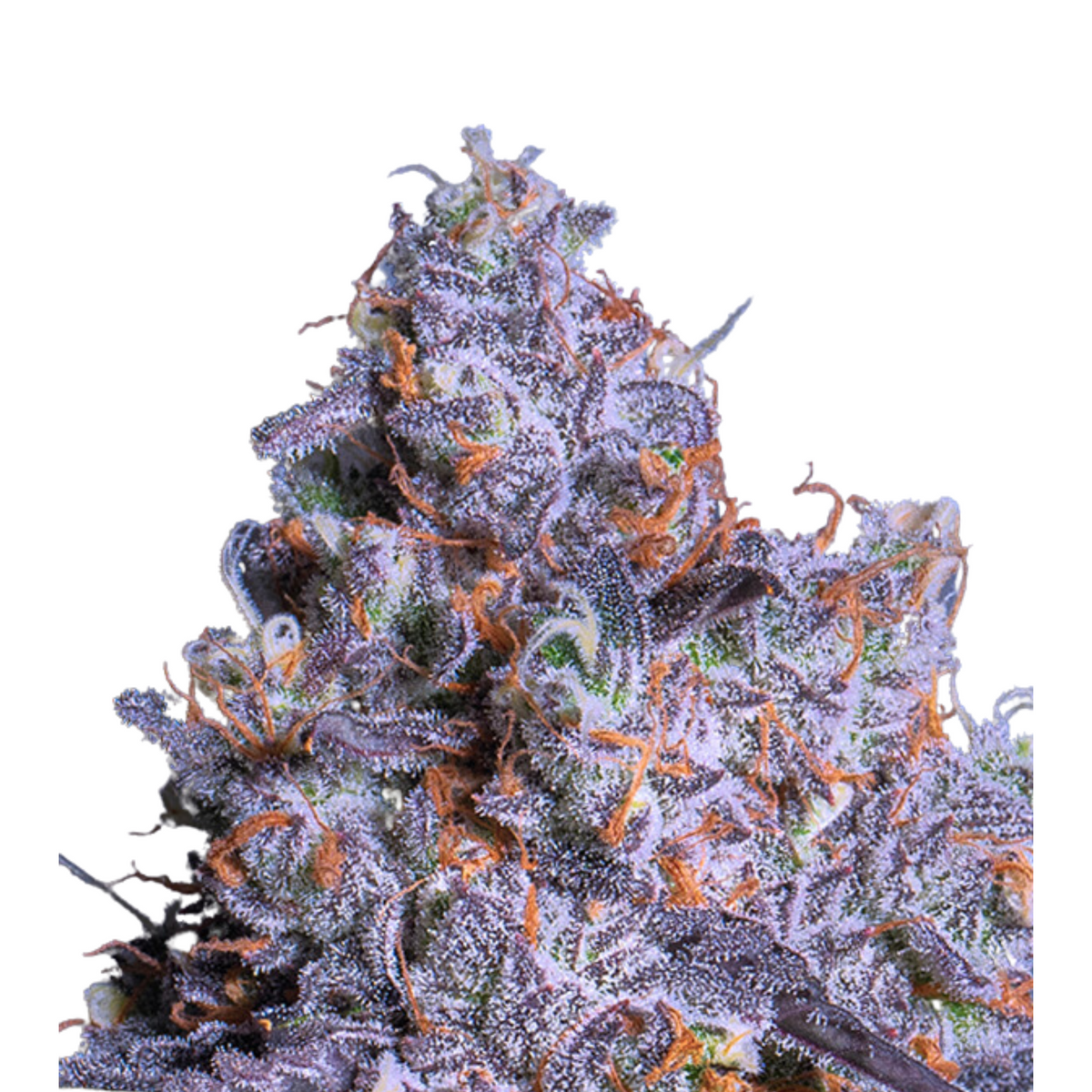 FROZEN BLACK CHERRY AUTO – ANESIA SEEDS