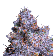 FROZEN BLACK CHERRY AUTO – ANESIA SEEDS