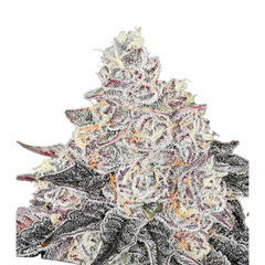 FROZEN BLACK CHERRY – ANESIA SEEDS