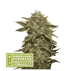 FRUIT CAKE FEM