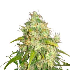FRUITY CHRONIC JUICE  - DELICIOUS SEEDS.