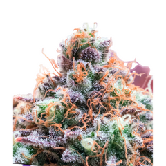 FUTURE ISLAND – ANESIA SEEDS