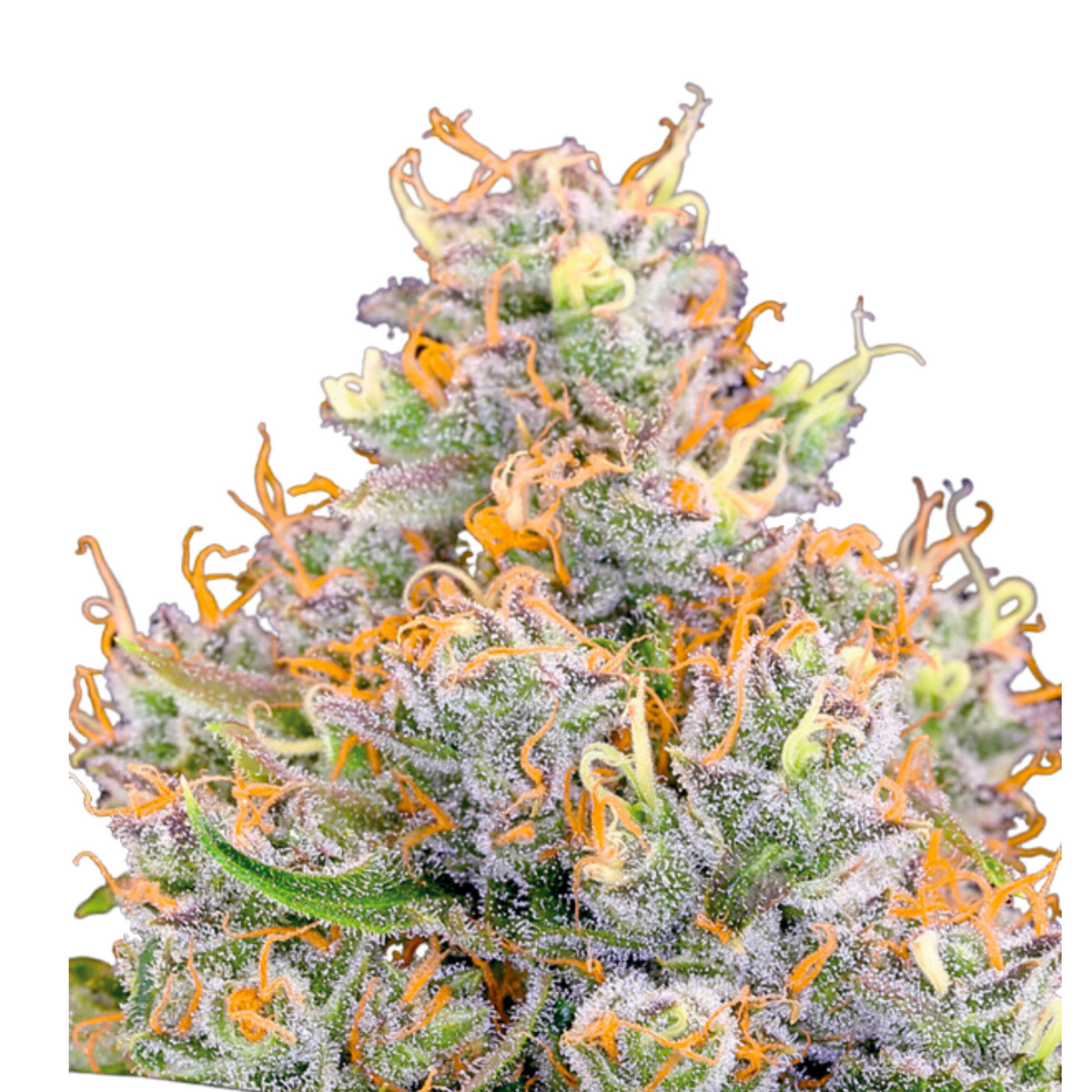 FUTURE #1 – ANESIA SEEDS
