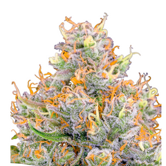 FUTURE #1 – ANESIA SEEDS