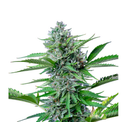 Fast Eddy Automatic CBD