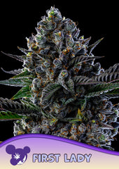 First Lady FEM ANESIA SEEDS