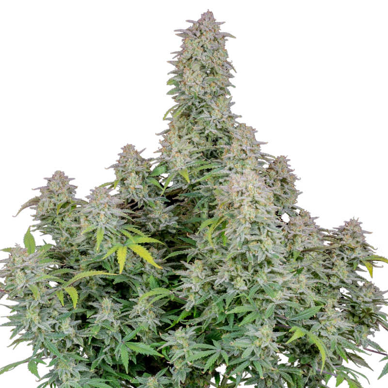 Forbidden Runtz Auto - 420 FASTBUDS