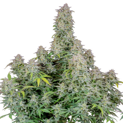 Forbidden Runtz Auto - 420 FASTBUDS