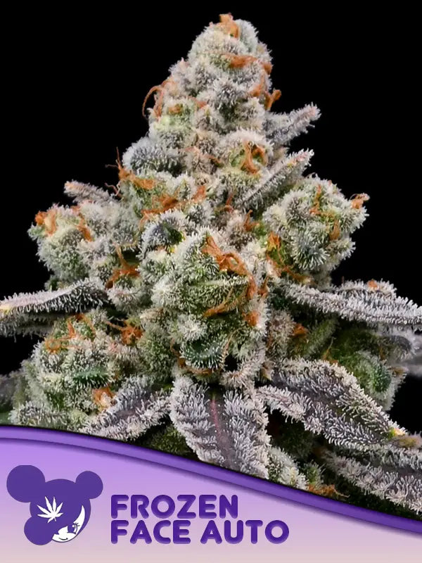 Frozen Face Auto Anesia seeds