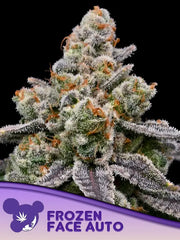 Frozen Face Auto Anesia seeds