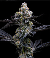 Garlic Cookies - BARNEYS FARM