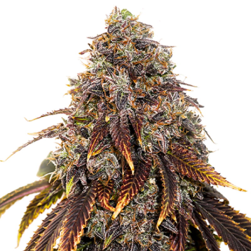 GELATO 41 X GELATO 41 AUTO - GREEN HOUSE SEED CO