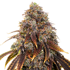 GELATO 41 X GELATO 41 AUTO - GREEN HOUSE SEED CO