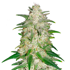 Gelato Auto - 420 FASTBUDS