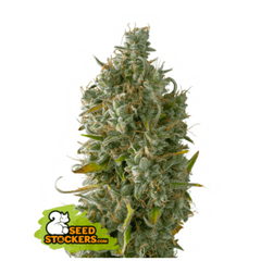 GELATO 41 AUTO