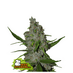 GELATO 41 FAST FEM