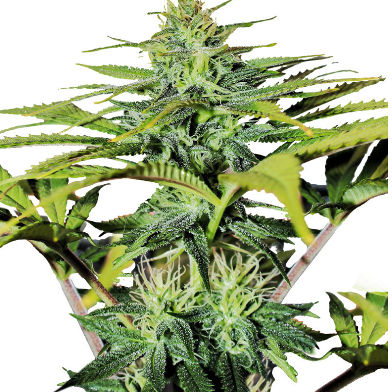 GG4 SHERBET FASTFLOWERING - 420 FASTBUDS