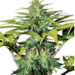 GG4 SHERBET FASTFLOWERING - 420 FASTBUDS
