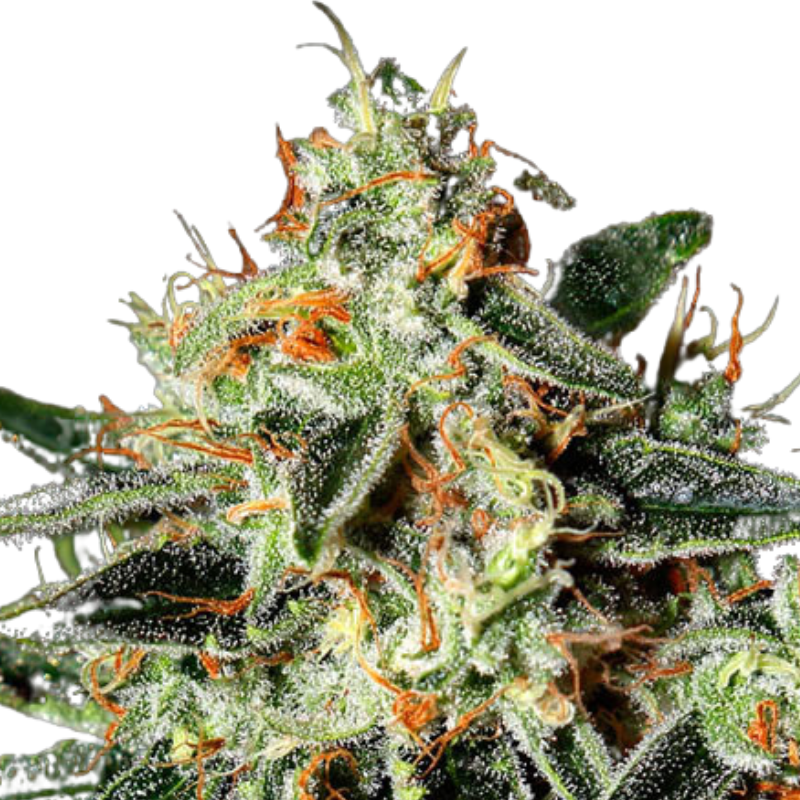 GH CHEESE (FEMINISED) - GREEN HOUSE SEED CO